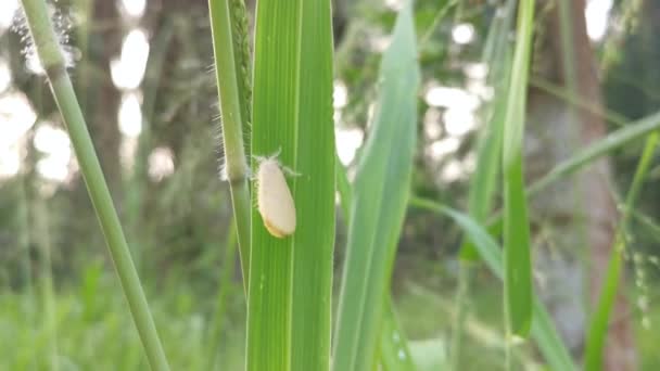 Nygmiini Tussock Σκώρος Στηρίζεται Στη Λεπίδα Του Χόρτου — Αρχείο Βίντεο