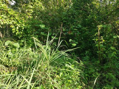 Vahşi gündüz tarlasında çalı bitkileri..