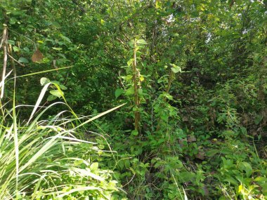 Vahşi gündüz tarlasında çalı bitkileri..