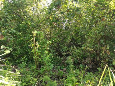 Vahşi gündüz tarlasında çalı bitkileri..