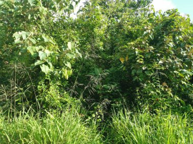 Vahşi gündüz tarlasında çalı bitkileri..