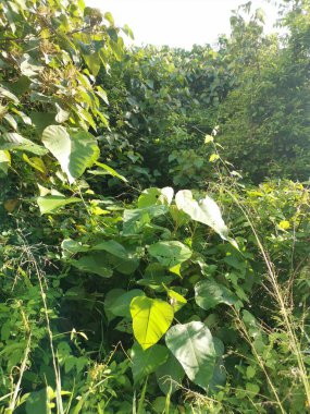 Vahşi gündüz tarlasında çalı bitkileri..