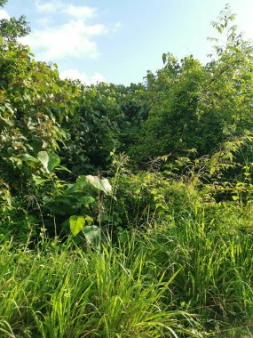 Vahşi gündüz tarlasında çalı bitkileri..