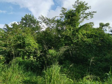 Vahşi gündüz tarlasında çalı bitkileri..