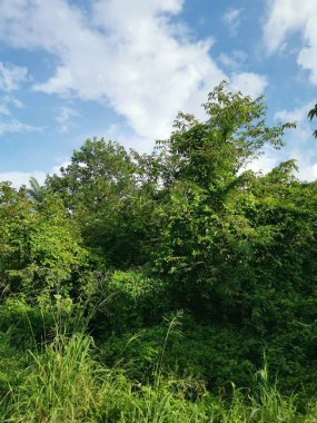 Vahşi gündüz tarlasında çalı bitkileri..