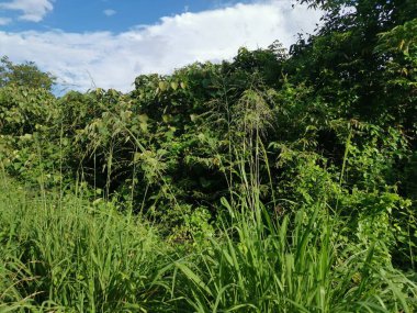 Vahşi gündüz tarlasında çalı bitkileri..