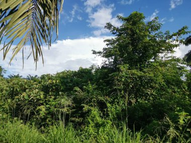 Vahşi gündüz tarlasında çalı bitkileri..