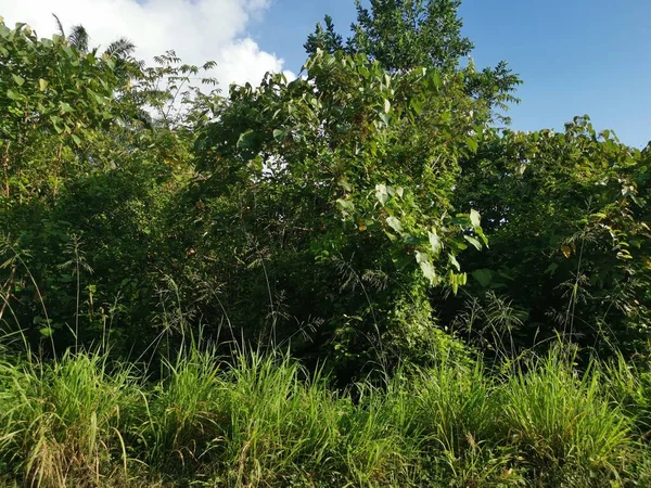 Buskig Överväxt Vegetation Den Vilda Dagtid Fält — Stockfoto