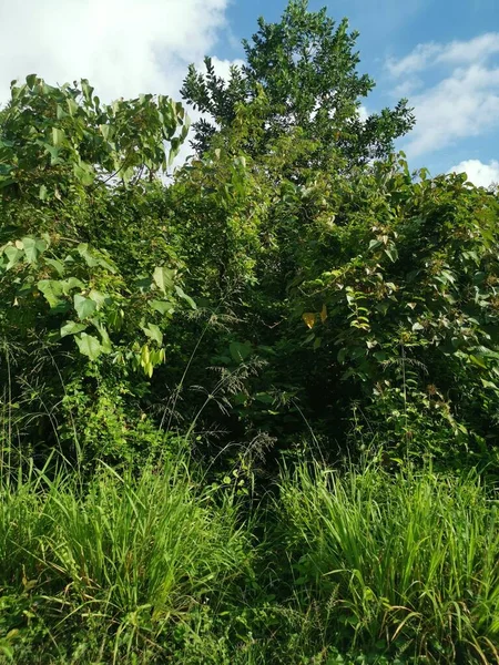 Vegetación Espesa Campo Diurno Salvaje — Foto de Stock