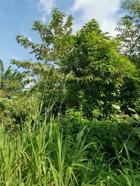 Végétation Luxuriante Buissonnante Dans Champ Jour Sauvage — Photo