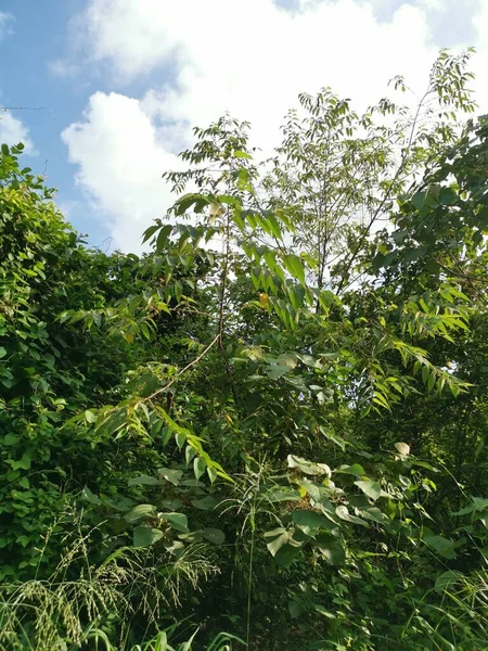 Tumbuh Lebat Vegetasi Bidang Siang Hari Liar — Stok Foto