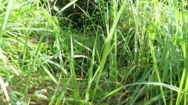 Vahşi tarladaki çalı bitkileri..