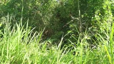 Vahşi tarladaki çalı bitkileri..