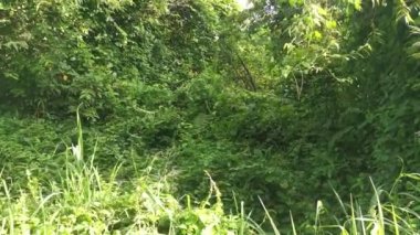 Vahşi tarladaki çalı bitkileri..