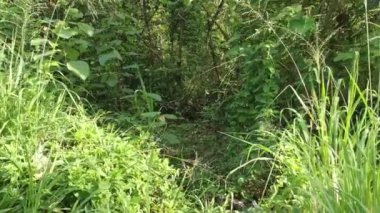 Vahşi tarladaki çalı bitkileri..