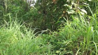 Vahşi tarladaki çalı bitkileri..