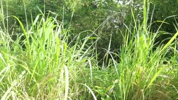 Vegetación Espesa Campo Salvaje — Vídeos de Stock