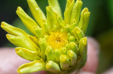Sarı zinnia tomurcuğunun yakın çekim görüntüsü.