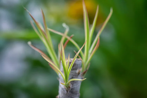 Minuscoli Germogli Dracaena Che Spuntano Dal Fusto — Foto Stock