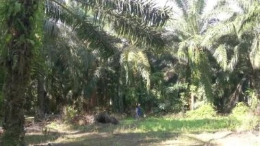 Perak, Malezya. 19 Nisan 2021: Kg Kohg Palm Petrol plantasyonunda ağaçlardan yağ palmiyesi toplayan kimliği belirsiz işçi.