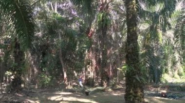 Perak, Malezya. 19 Nisan 2021: Kg Kohg Palm Petrol plantasyonunda ağaçlardan yağ palmiyesi toplayan kimliği belirsiz işçi.