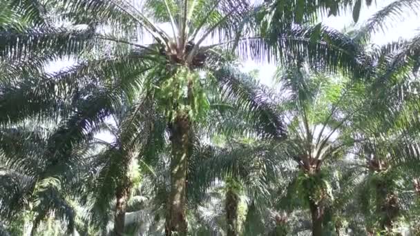 Perak Malaysia April 2021 Unbekannte Ernten Auf Der Palmöl Plantage — Stockvideo