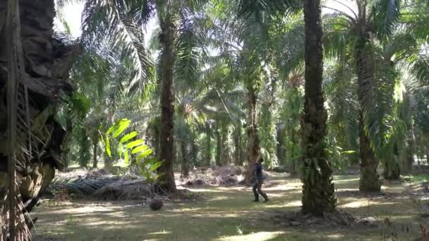 Perak Malaysia April 2021 Unidentified Worker Harvesting Oil Palm Fruits — Stock Video