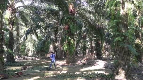 Perak Malasia Abril 2021 Trabajador Identificado Cosechando Frutos Palma Aceitera — Vídeo de stock