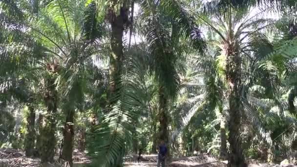 马来西亚 波拉克 2021年4月19日 一名身份不明的工人在Kg Kohg棕榈油种植园用刺刀从树上采摘棕榈油果实 — 图库视频影像