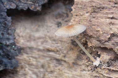 Çürüyen ağaç gövdesindeki küçük Psathyrella piluliforis mantarlarının yakın çekimleri..