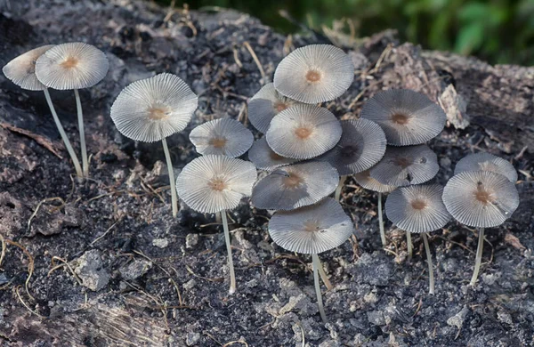 Tiros Próximos Dos Minúsculos Fungos Psathyrella Piluliformis Tronco Árvore Decadência — Fotografia de Stock