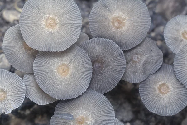 Nahaufnahmen Des Winzigen Pilzes Psathyrella Piluliformis Auf Dem Zerfallenden Baumstamm — Stockfoto