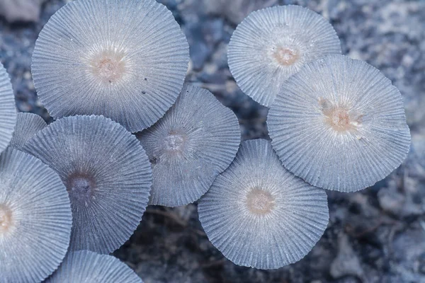 Közeli Felvételek Apró Psathyrella Piluliformis Gombákról Bomló Törzsén — Stock Fotó