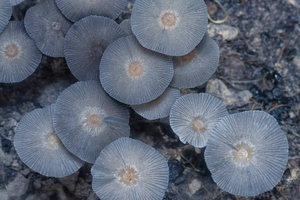 Çürüyen Ağaç Gövdesindeki Küçük Psathyrella Piluliforis Mantarlarının Yakın Çekimleri — Stok fotoğraf