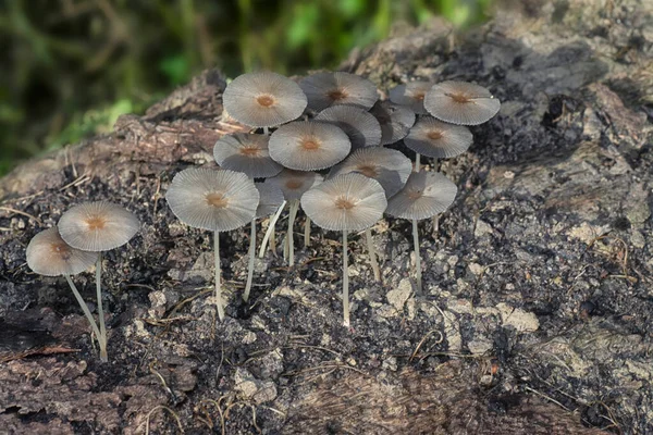 Disparos Cercanos Los Pequeños Hongos Psathyrella Piluliformis Tronco Del Árbol —  Fotos de Stock