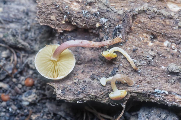 Közeli Felvételek Apró Psathyrella Piluliformis Gombákról Bomló Törzsén — Stock Fotó