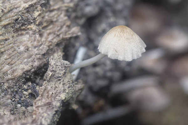 Plans Rapprochés Minuscule Champignon Psathyrella Piluliformis Sur Tronc Arbre Décomposition — Photo