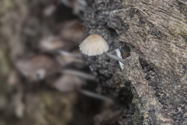 Κοντά Πλάνα Της Μικροσκοπικής Psathyrella Piluliformis Μύκητες Στον Κορμό Δέντρο — Φωτογραφία Αρχείου