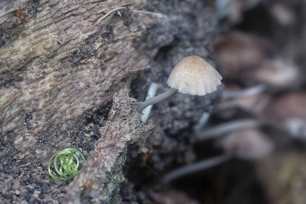 Κοντά Πλάνα Της Μικροσκοπικής Psathyrella Piluliformis Μύκητες Στον Κορμό Δέντρο — Φωτογραφία Αρχείου