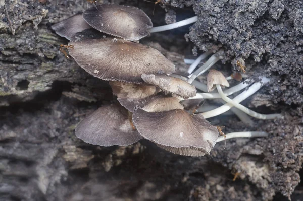 Çürüyen Ağaç Gövdesindeki Küçük Psathyrella Piluliforis Mantarlarının Yakın Çekimleri — Stok fotoğraf