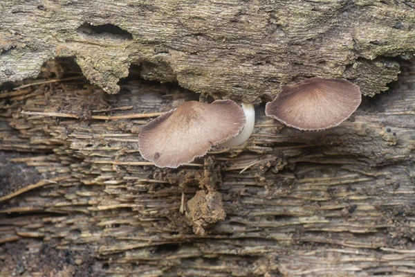 Κοντά Πλάνα Της Μικροσκοπικής Psathyrella Piluliformis Μύκητες Στον Κορμό Δέντρο — Φωτογραφία Αρχείου