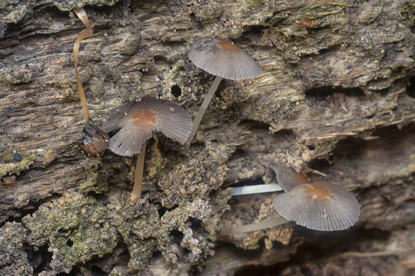 Nahaufnahmen Des Winzigen Pilzes Psathyrella Piluliformis Auf Dem Zerfallenden Baumstamm — Stockfoto