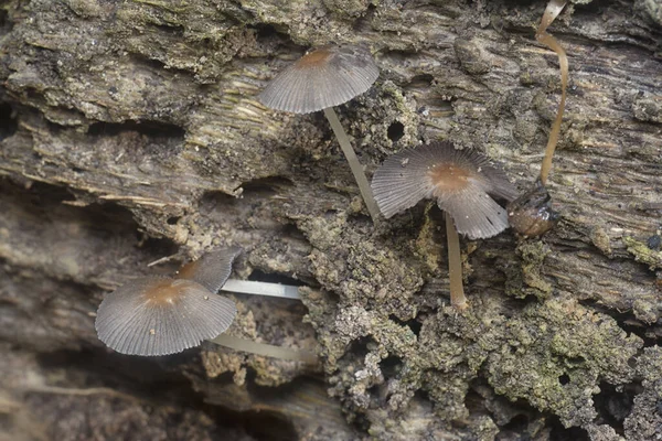 Close Shots Tiny Psathyrella Piluliformis Fungi Decay Tree Trunk — Stock Photo, Image