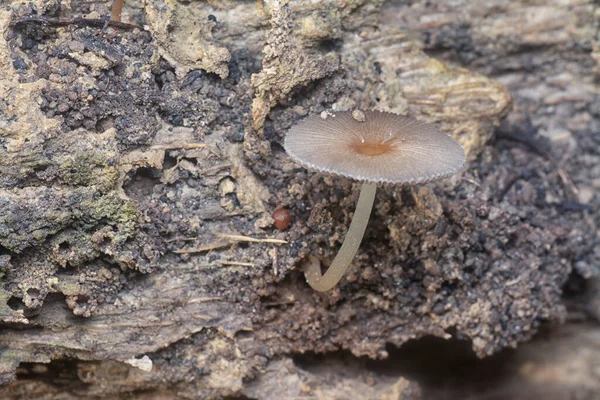 나무줄기에 Psathyrella Piluliformis — 스톡 사진