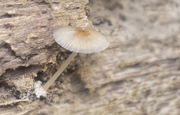 崩壊した木の幹の上の小さなパサティレラ ピリュリフォリスの真菌の近いショット — ストック写真