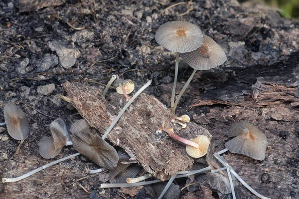 Tiros Próximos Dos Minúsculos Fungos Psathyrella Piluliformis Tronco Árvore Decadência — Fotografia de Stock