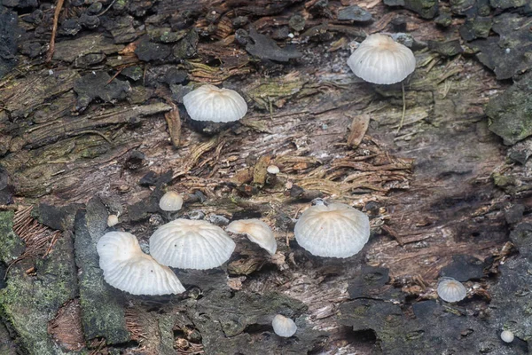 Nahaufnahmen Des Winzigen Pilzes Psathyrella Piluliformis Auf Dem Zerfallenden Baumstamm — Stockfoto