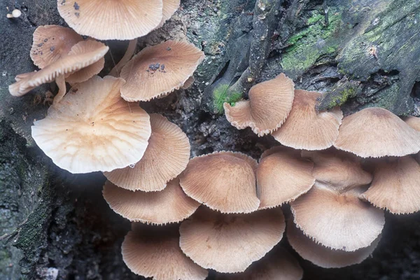 崩壊した木の幹の上の小さなパサティレラ ピリュリフォリスの真菌の近いショット — ストック写真