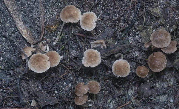 Tiros Próximos Dos Minúsculos Fungos Psathyrella Piluliformis Tronco Árvore Decadência — Fotografia de Stock