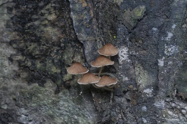 Plans Rapprochés Minuscule Champignon Psathyrella Piluliformis Sur Tronc Arbre Décomposition — Photo